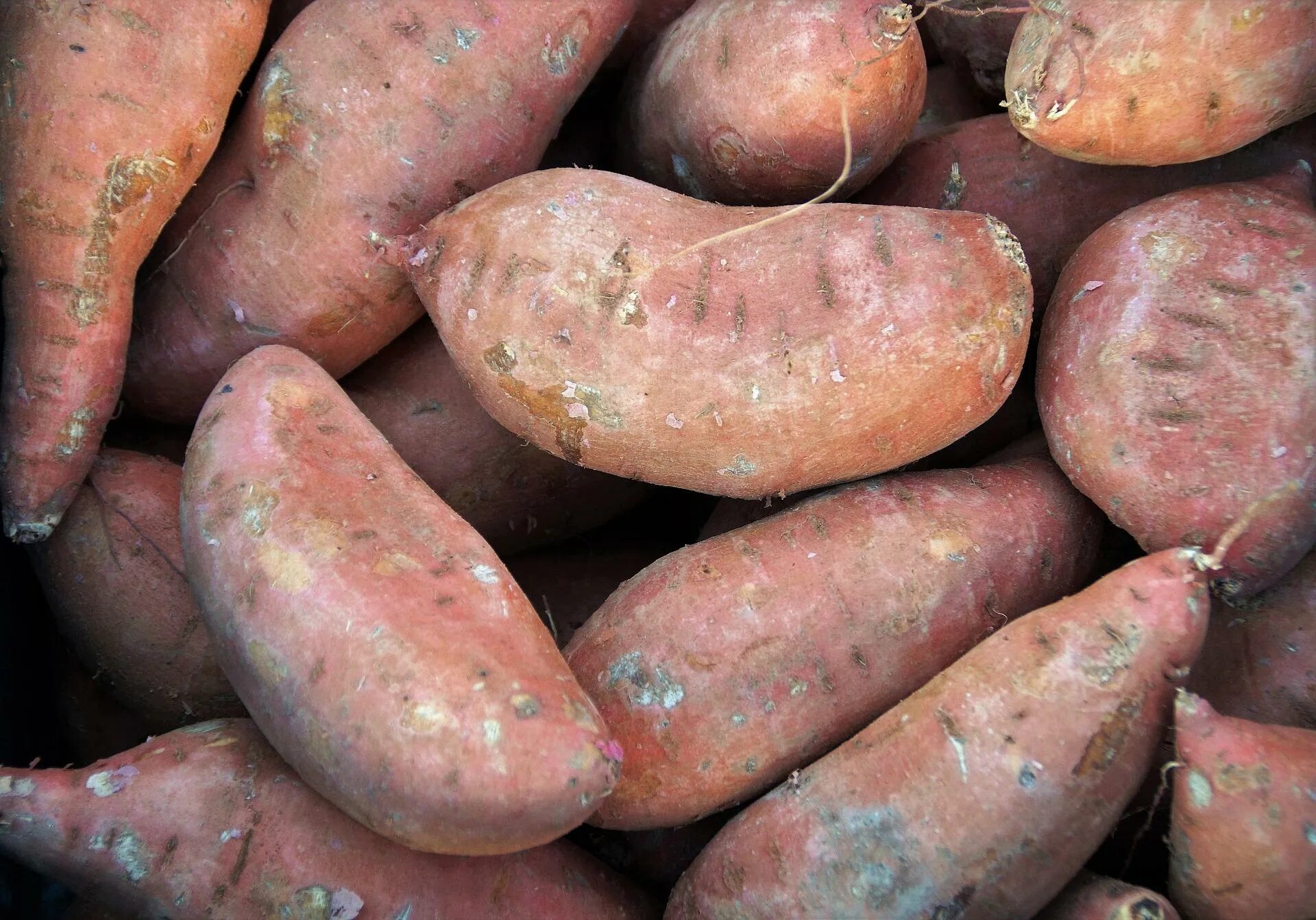 Потато что это за овощ фото Sweet Potatoes University of Maryland Extension