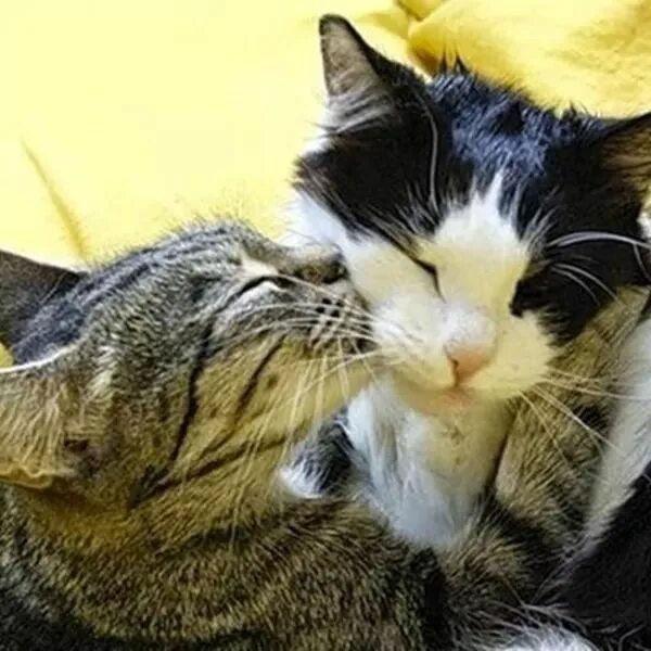 Поцелуй кота фото Pin by Cat Lover 4 on Kissing Cute animals, Cats and kittens, Animals