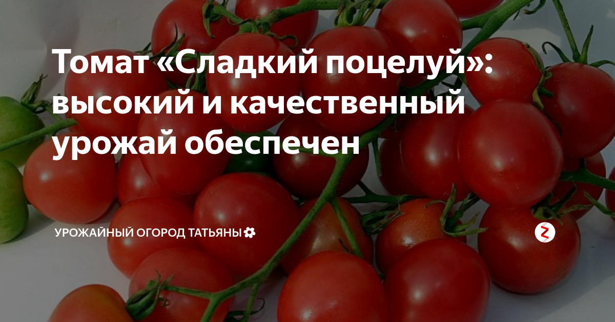 Поцелуй томат описание сорта фото Томат "Сладкий поцелуй": высокий и качественный урожай обеспечен Урожайный огоро