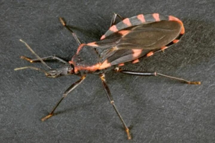 Поцелуйный клоп фото Canadian travellers beware: Deadly 'kissing bug' now in 28 U.S. states Globalnew