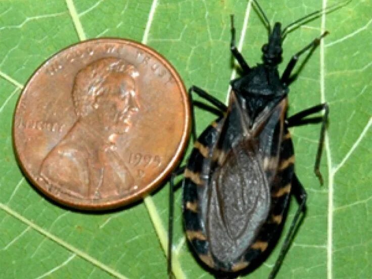 Поцелуйный клоп фото Deadly 'Kissing Bug' Turns Up in Georgia: Reports Bugs, Natural pest control, Ge