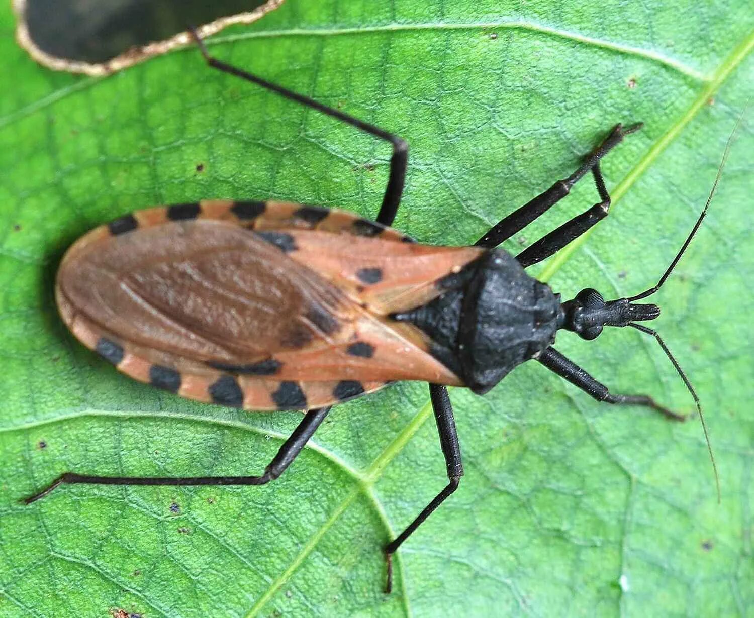 Поцелуйный клоп фото What Are Kissing Bugs?