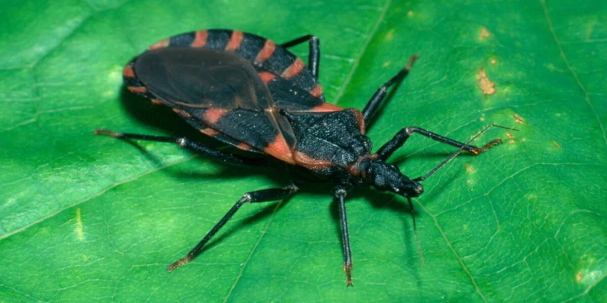 Поцелуйный клоп фото Watch Out for These Dangerous "Kissing Bugs" in Your Home