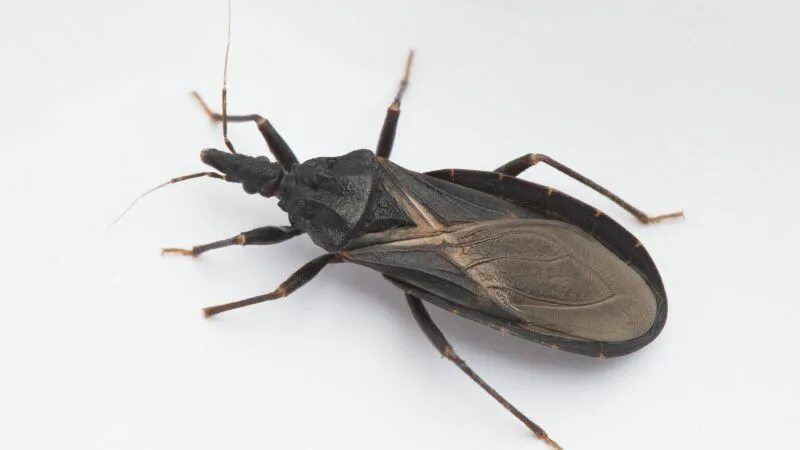 Поцелуйный клоп фото Doctors advocate fresh efforts to combat Chagas disease, a silent killer CNN