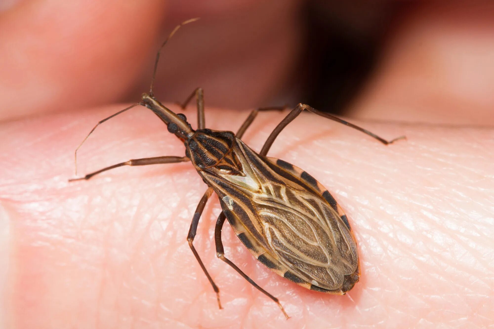 Поцелуйный клоп фото Deadly 'kissing bug' that kills thousands needs to be taken seriously now