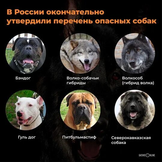 Потенциально опасные породы собак фото #АС_закон Immediately the other day approved and adopted the list of dangerous b