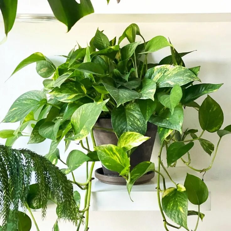 Pothos Pothos plant, Plants, Planting flowers