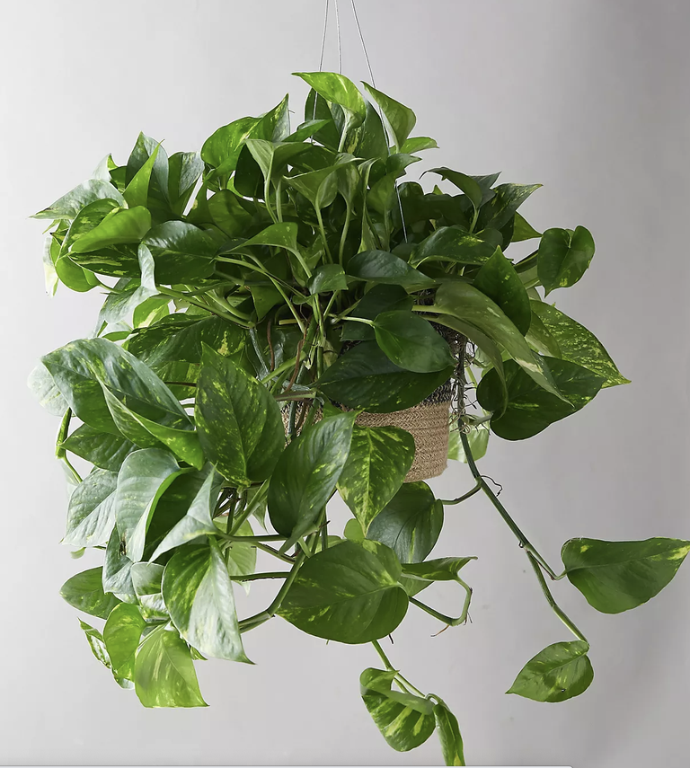 Потос растение комнатное фото 5 tips you need to know about hanging plants indoors Livingetc