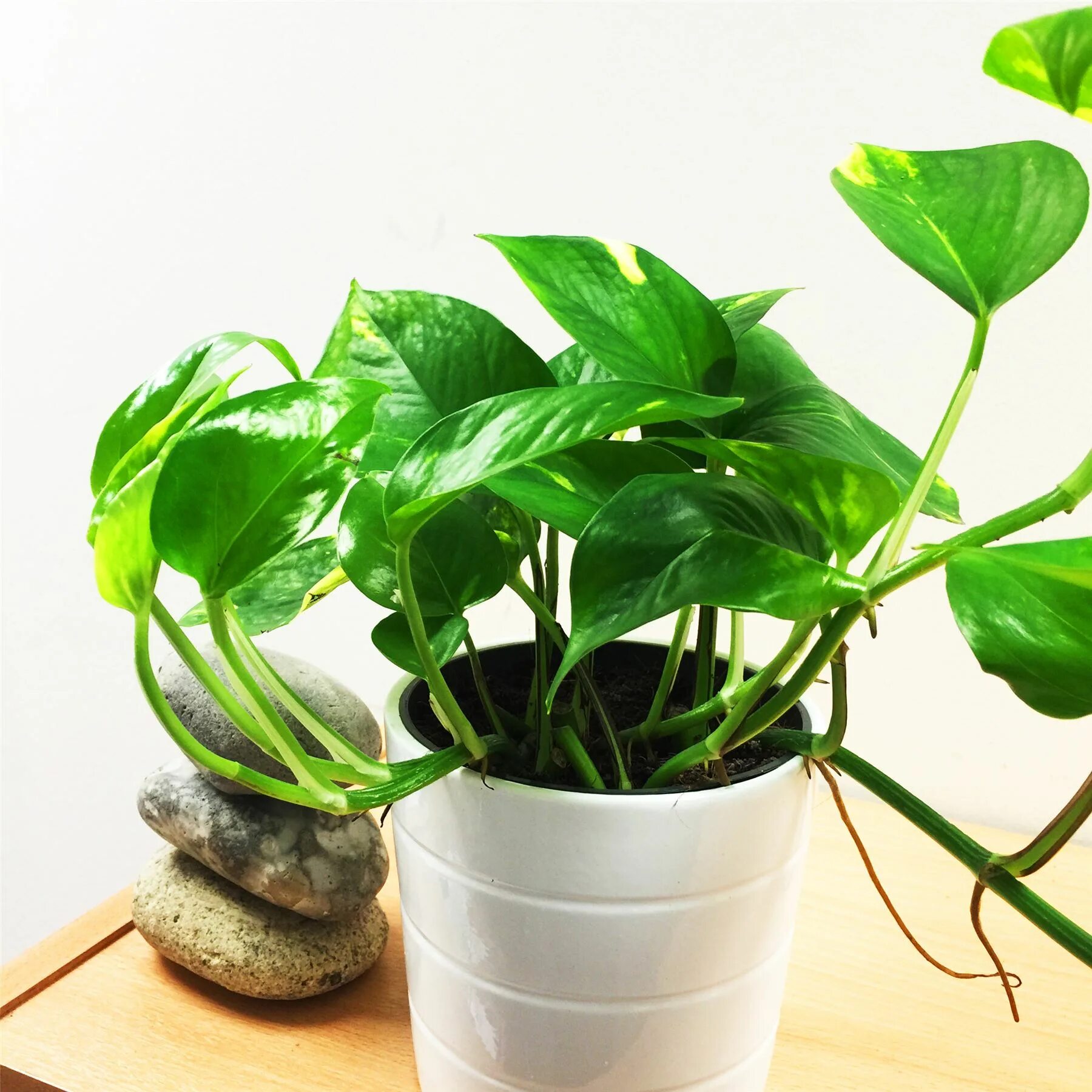 Потос растение комнатное фото 1 Devil's Ivy Golden Pothos Ivy Arum Evergreen Indoor Garden House Plant in Pot 