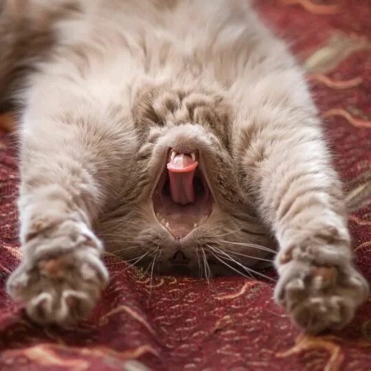 Потягушки картинки прикольные с добрым утром Pin by Savannah on cats Cute cats, Cat yawning, Cute animal photos