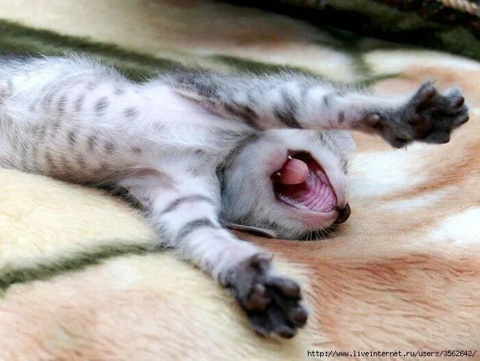 Потягушки картинки прикольные с добрым утром Funny cats: Cat yawning Cat yawning, Cats, Funny cat pictures