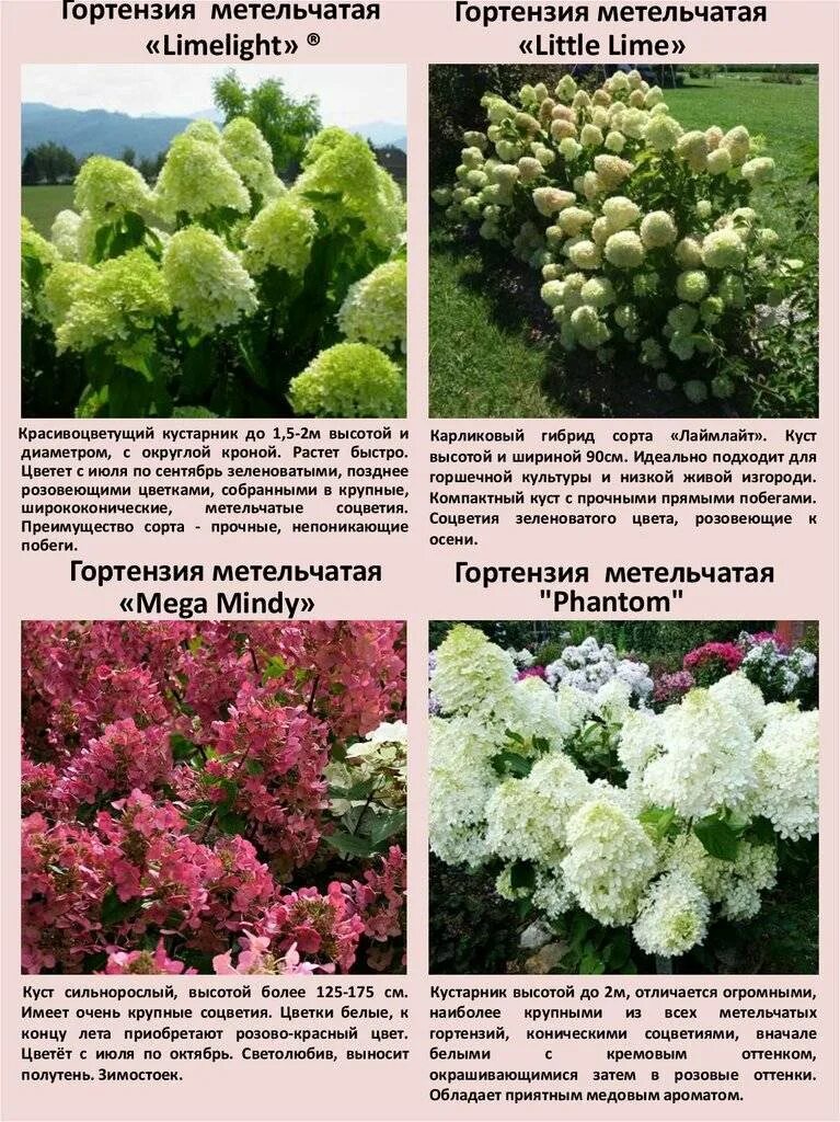 Hydrangea paniculata Polestar гортензия метельчатая Полестар карликовая - YouTub