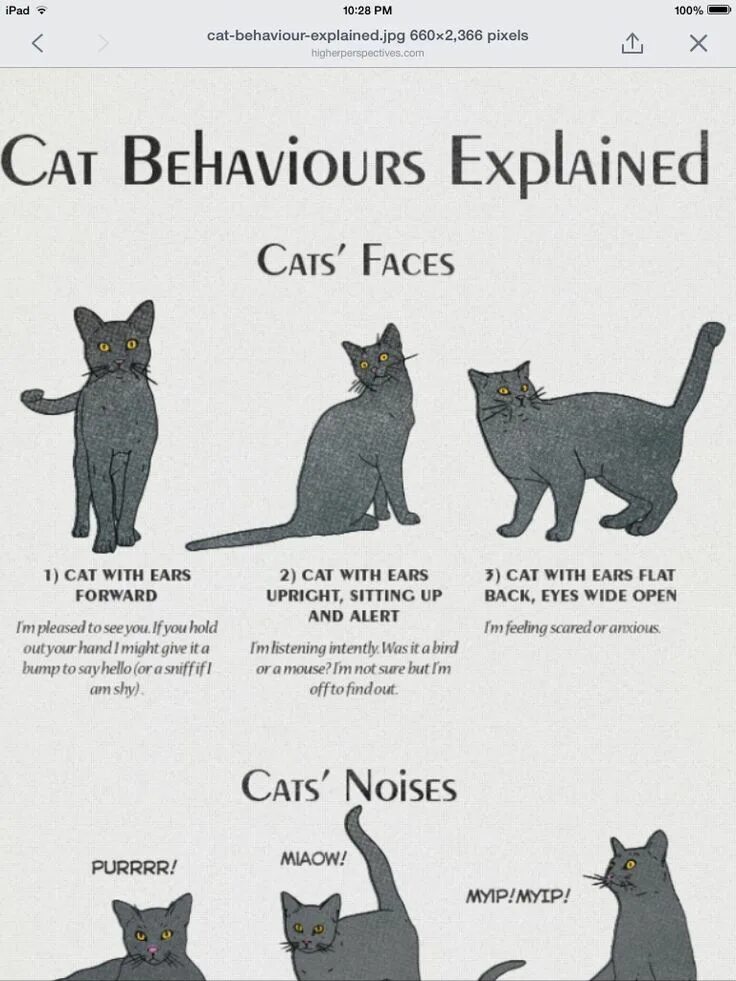 Поведение кошек фото Cat's Behaviour -cat's face Cat behavior, Cat facts, Cat language