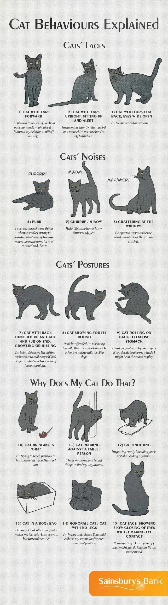 Поведение кошек фото Mews: Cat Behaviours Explained - infographic Cat behavior, Cat language, Cats an