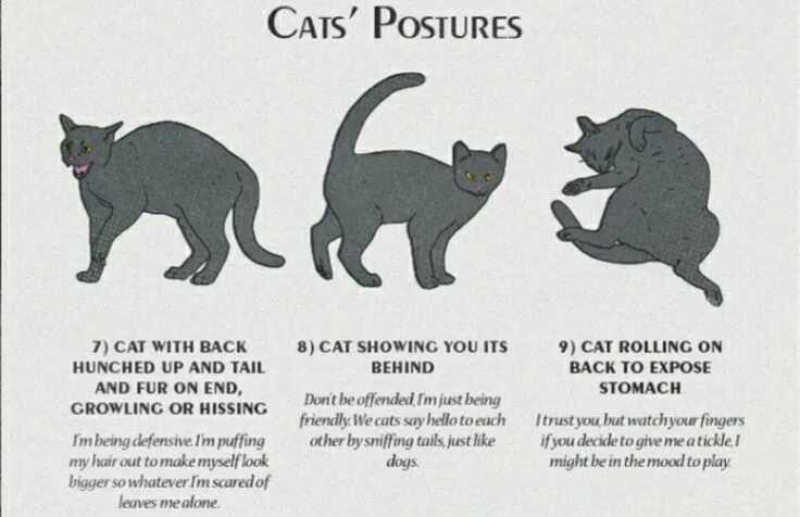 Поведение кошек фото Cats' postures Cat behavior, Cat facts, Cat behavior facts