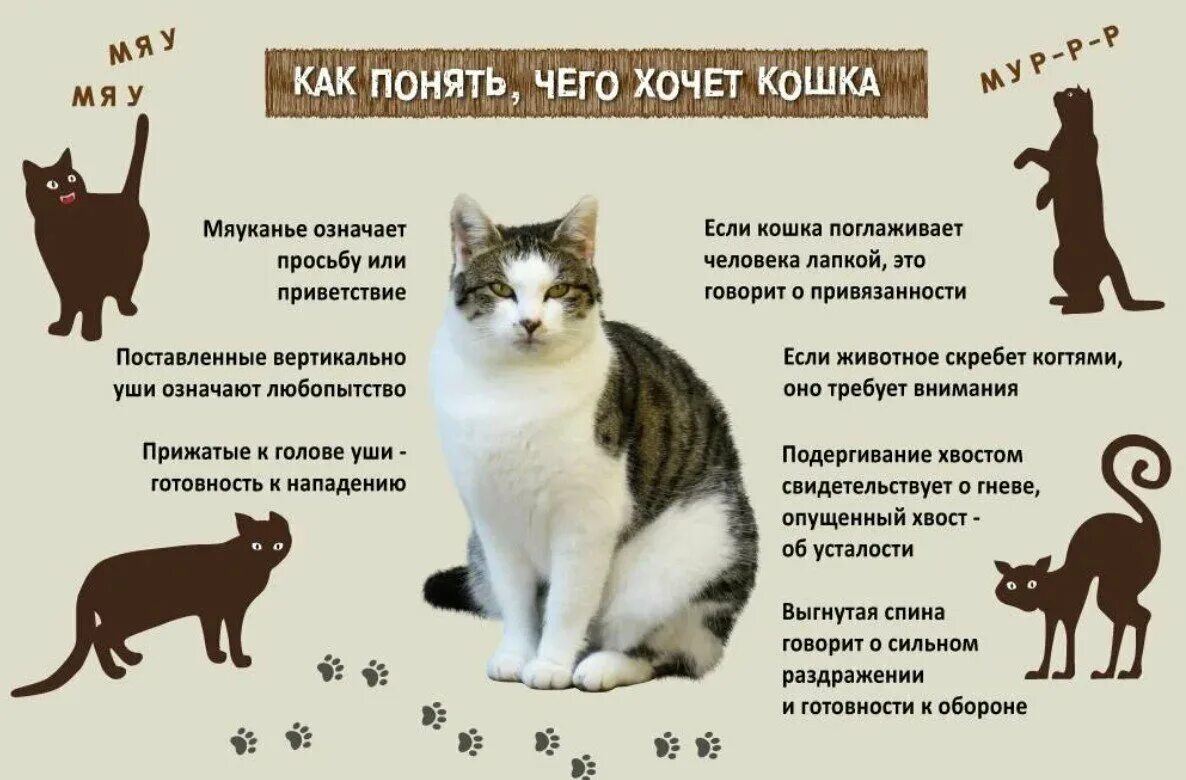 Язык тела кота О котах Дзен