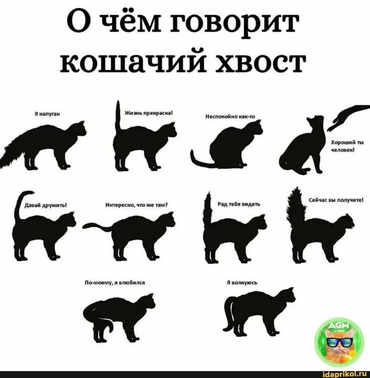 Поведение кошек фото Пин от пользователя Michael Libin на доске О котах... Кошачьи хвосты, Поведение 