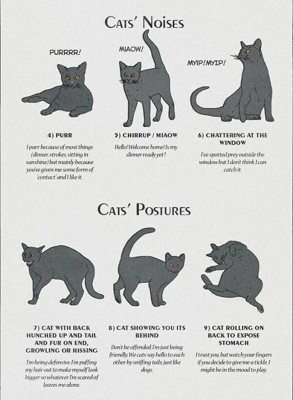 Поведение кошек фото Infographic: Cat Behavior And Body Language Explained - DesignTAXI.com Cat behav