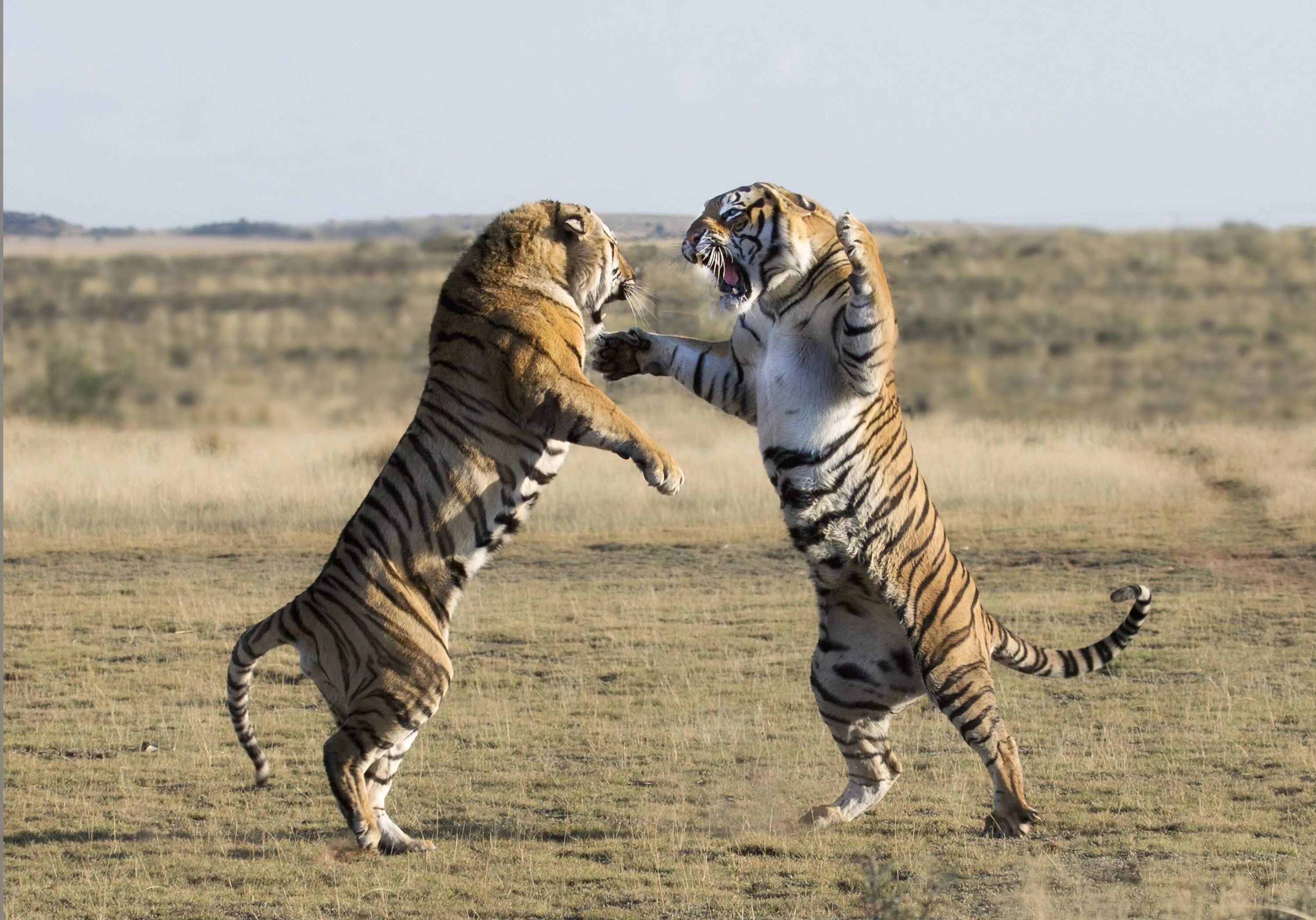 Поведение животных картинки Tiger Fight! Wild cats, Cat attack, Startled cat