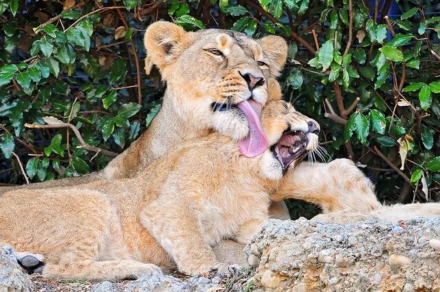 Поведение животных картинки Two Lions Playing in the Wild