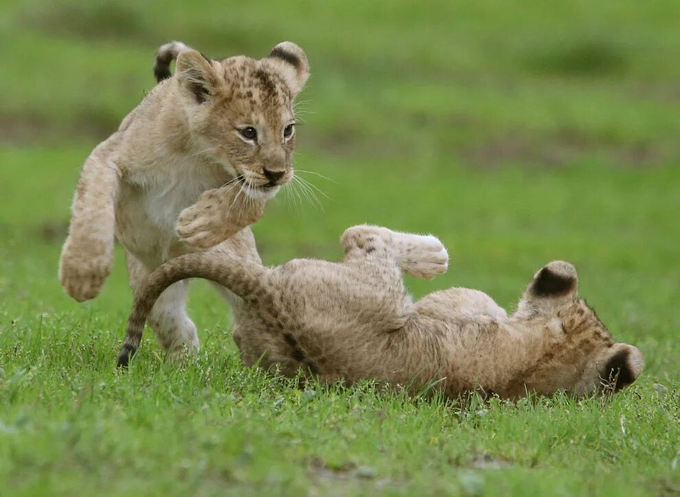 Поведение животных картинки ЛЬВЯТКИ ЖИВОТНЫЕ Animals, Beast, Lion