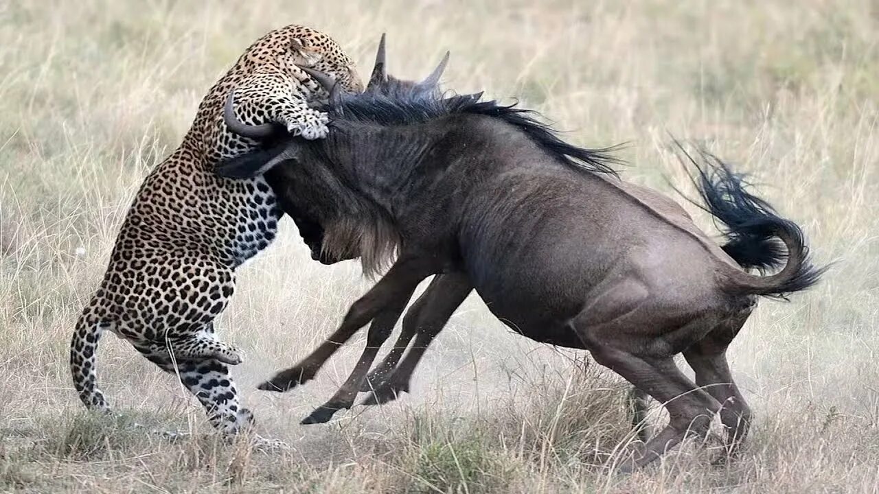 Поведение животных картинки Battle between Leopard Vs Wildebeest - YouTube