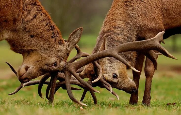 Поведение животных картинки Deer photography, Animals wild, Water deer