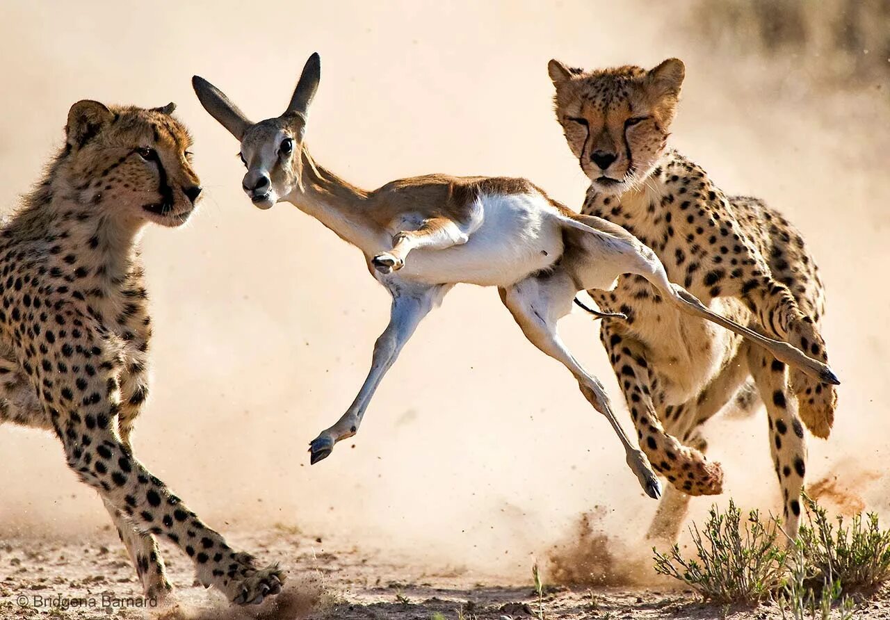 Поведение животных картинки The moment Wildlife Photographer of the Year Natural History Museum