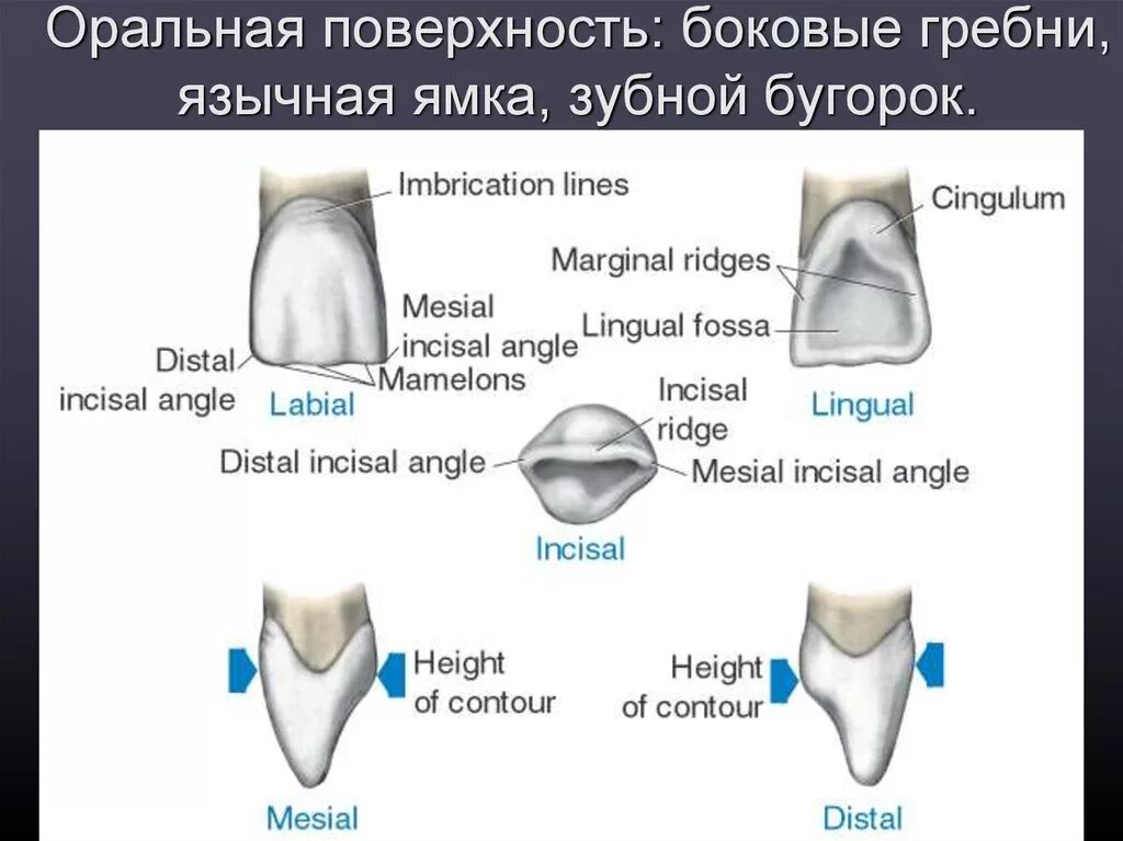 Поверхности зуба фото Стороны зуба