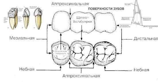 Поверхности зуба фото Кариес берегись, на тебя натравлен флосс Еще немного о здоровье Дзен