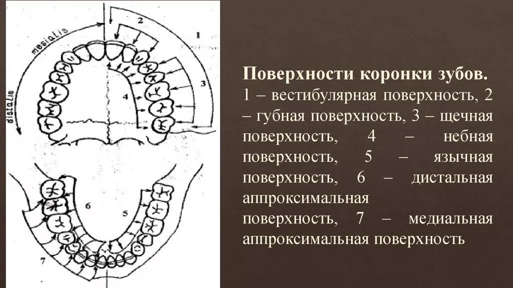 Поверхности зуба фото Стороны зуба