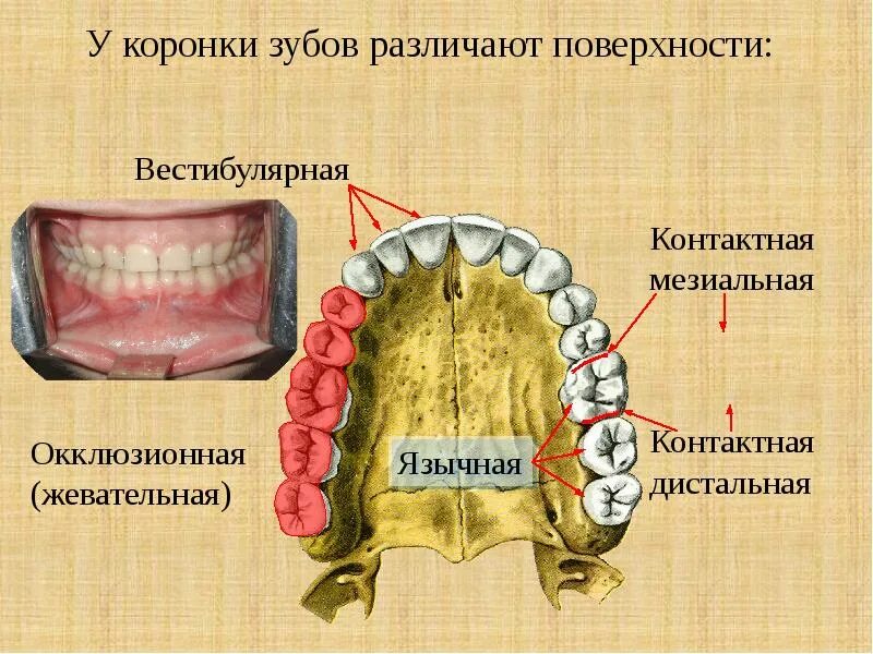 Поверхности зуба фото Пищеварительная система 1 Полость рта Альвеолярные отростки челюстей,покрытые