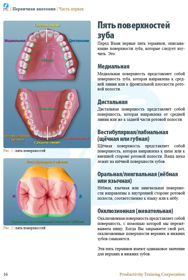 Поверхности зуба фото Популярная анатомия боковых зубов - купить в интернет-магазине по низкой цене на