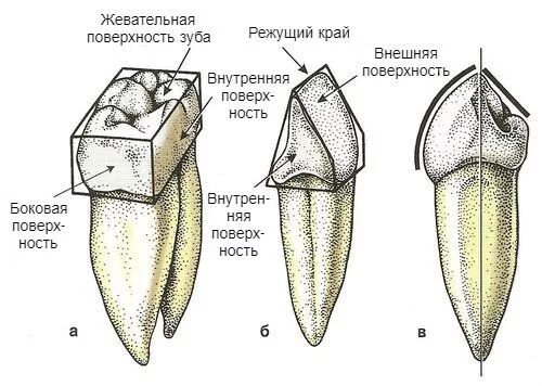 Поверхности зуба фото Гиперестезия (повышенная чувствительность зубов): причины, симптомы и лечение в 