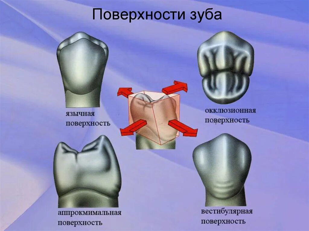 Поверхности зуба фото Основы моделирования зубов - презентация онлайн