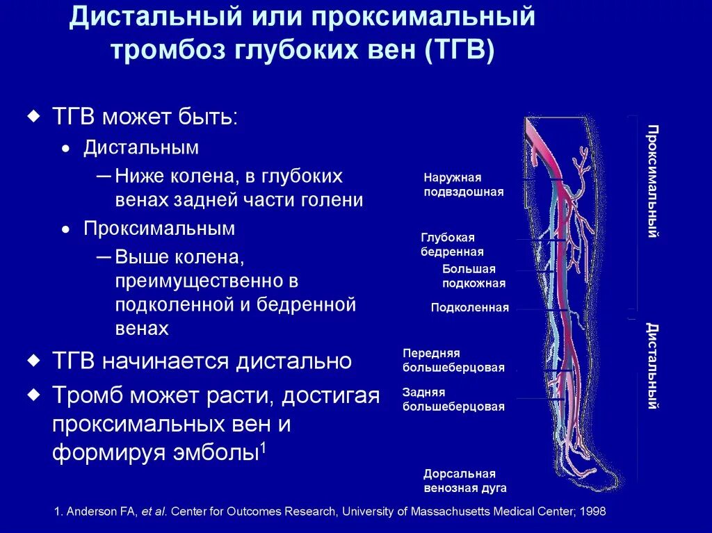 Поверхностный тромбофлебит нижних конечностей фото Дистальный отдел мышц