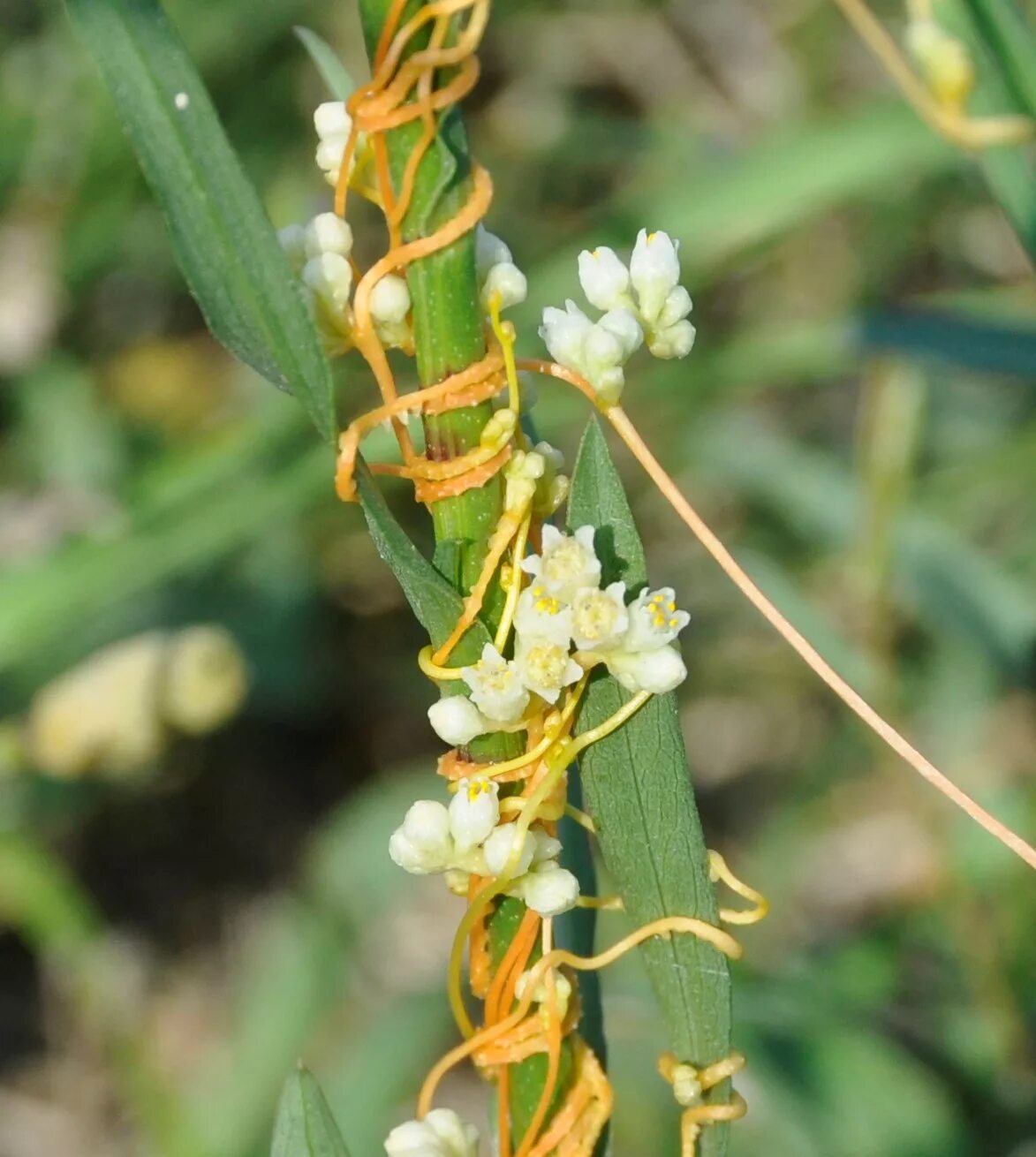 Повитель трава фото Cuscuta campestris - Image of an specimen - Plantarium