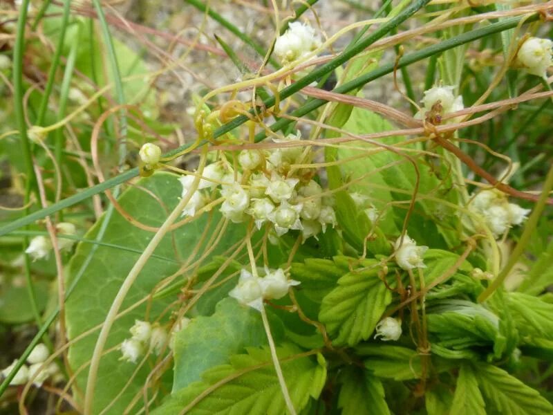 Повитель трава фото Cuscuta epilinum