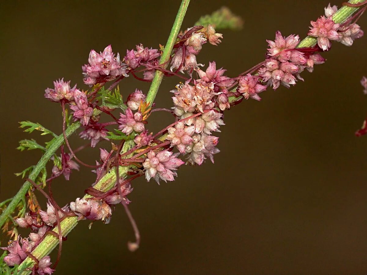 Повитель трава фото Cuscuta epithymum - Image of an specimen - Plantarium