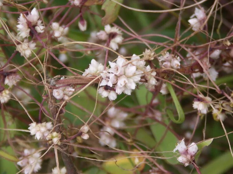 Повитель трава фото Cuscuta epithymum - Image of an specimen - Plantarium