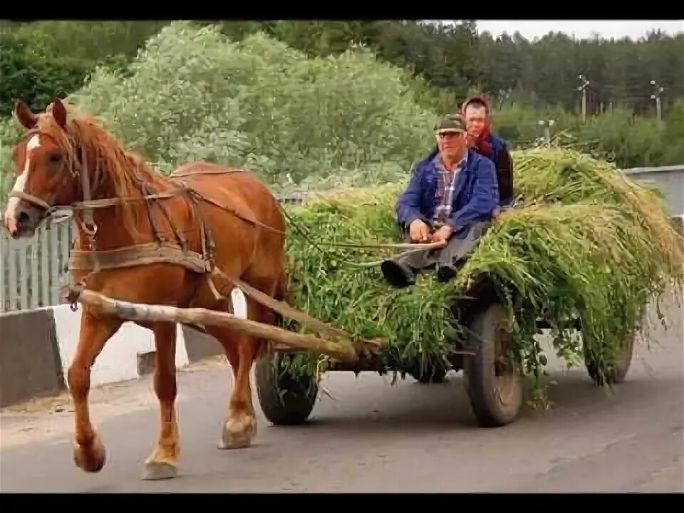 Повозка с лошадью фото А я Хлоп из села - YouTube Весільні пісні, Пісні, Музика