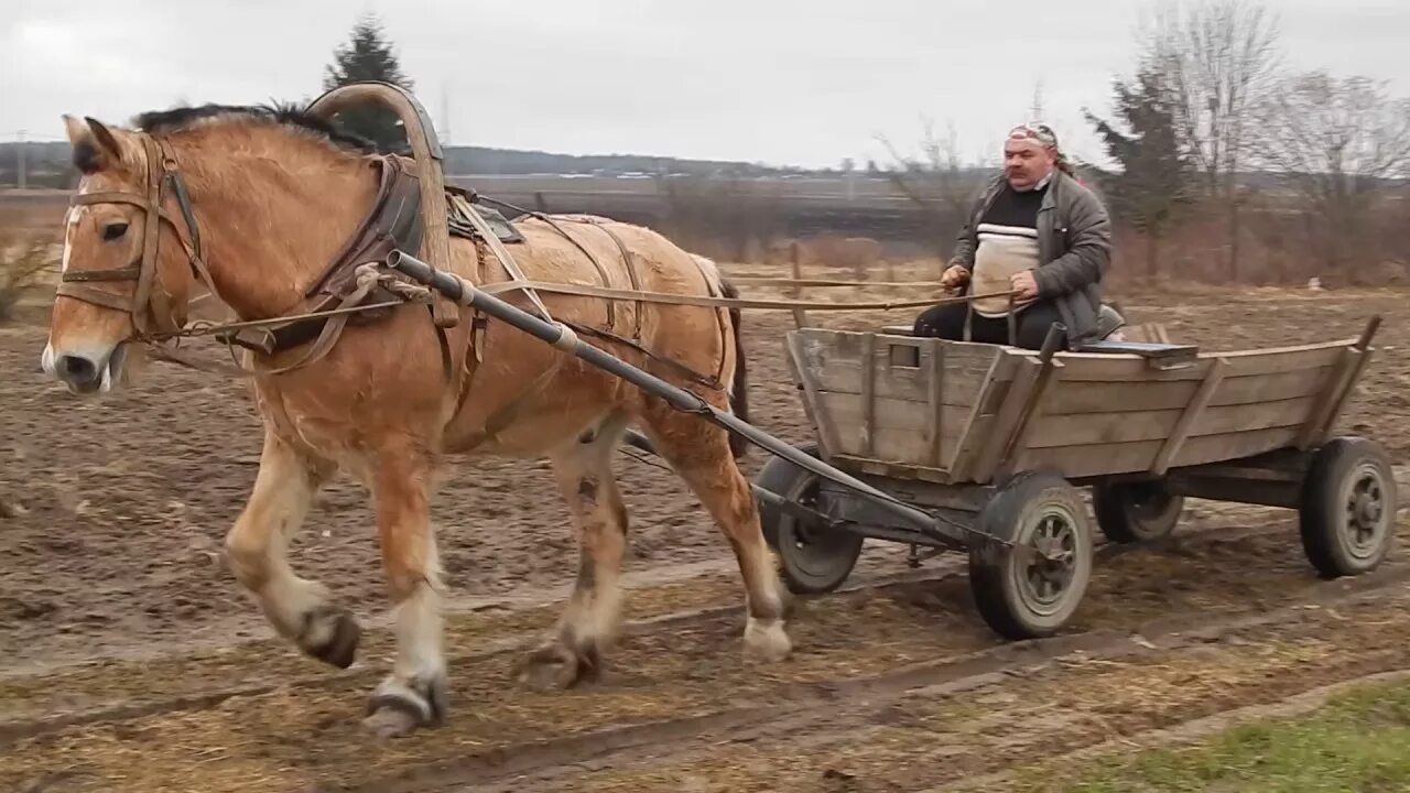 Повозка с лошадью фото Тест драйв гужевой повозки - YouTube