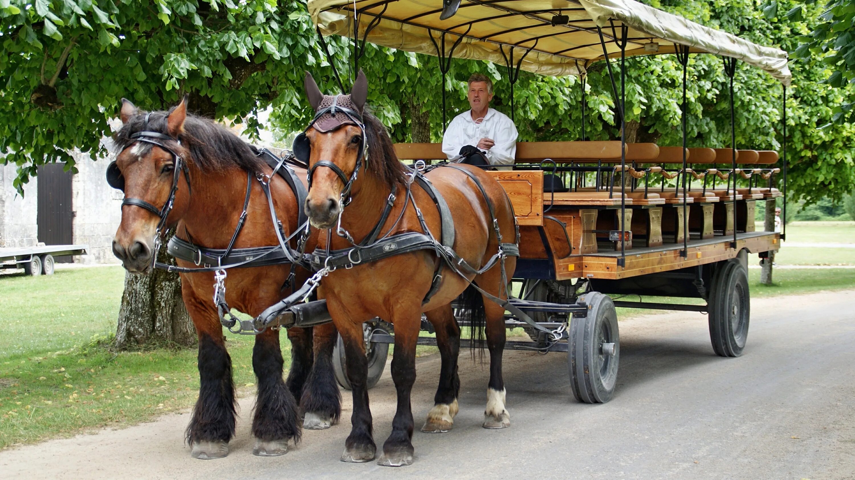 Повозка с лошадью фото Horse-Drawn Carriage Horse Horses free image download