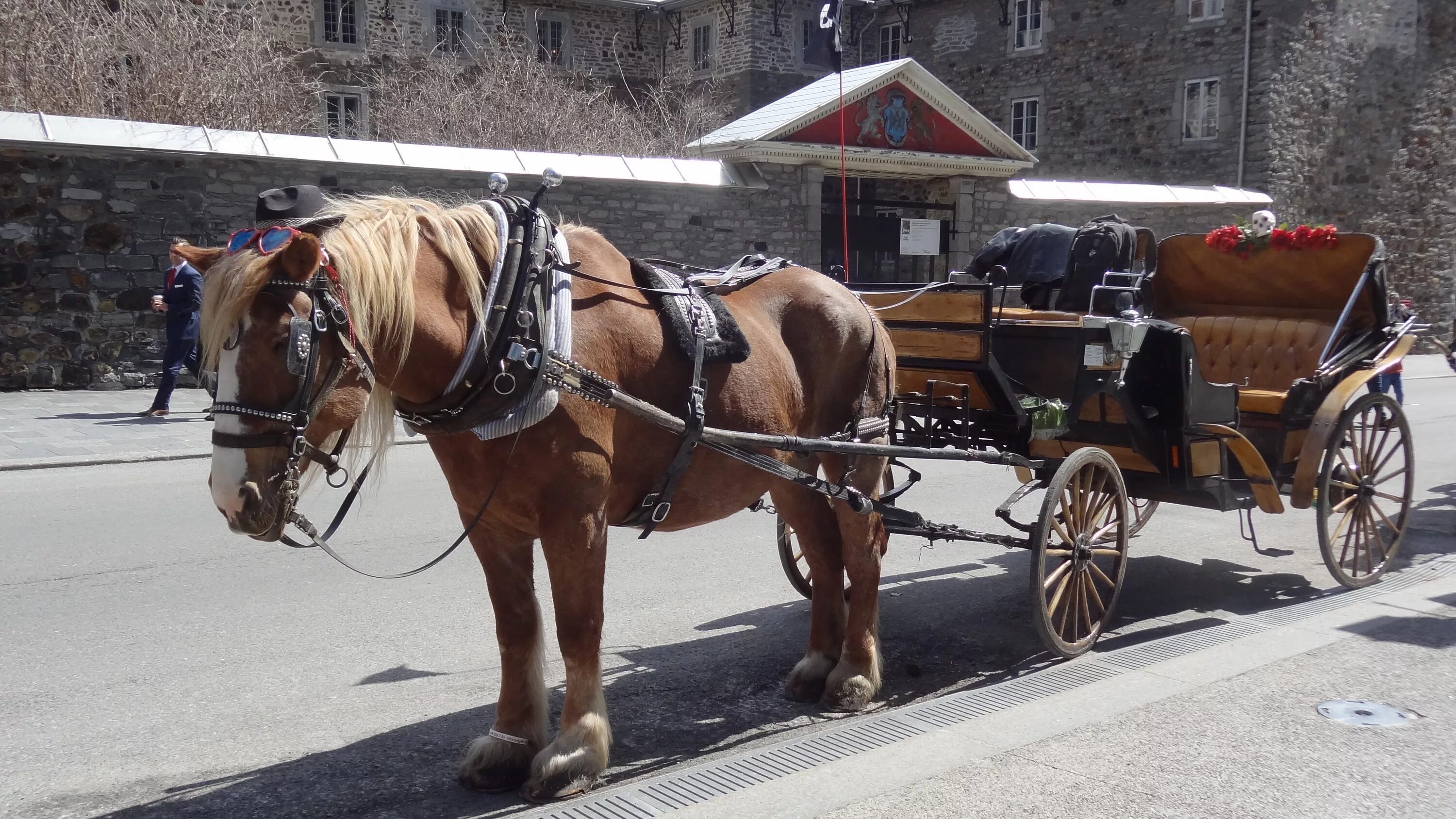 Повозка с лошадью фото Free Images : cart, transport, carriage, montreal, coachman, pack animal, land v