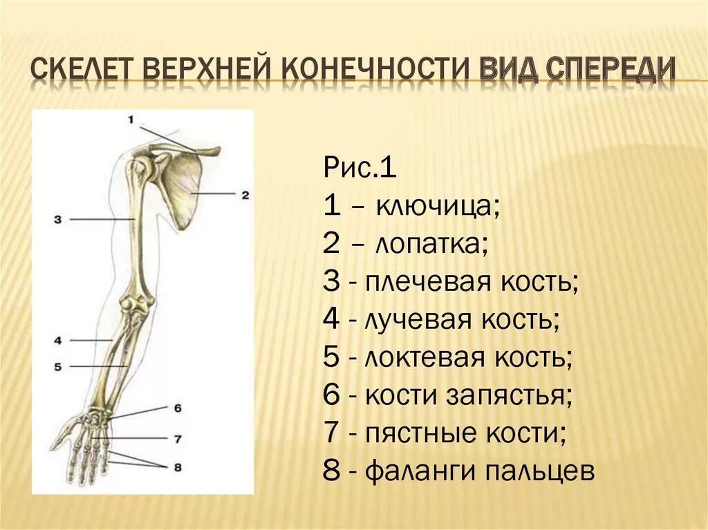 Пояс верхних конечностей фото Скелет свободной верхней конечности образован - найдено 88 картинок