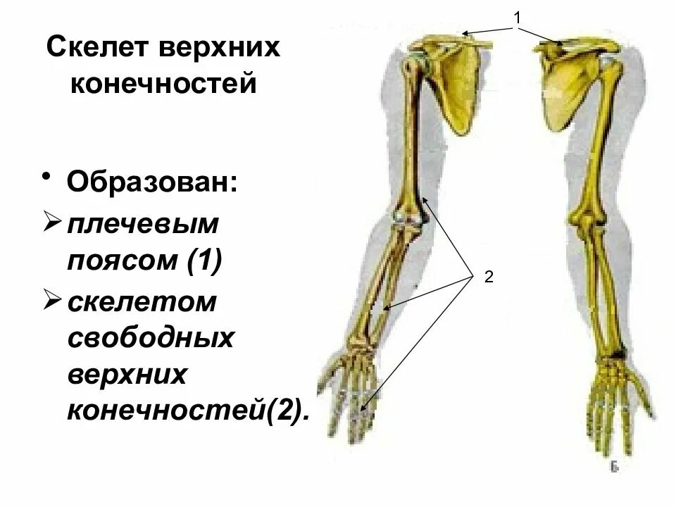 Пояс верхних конечностей фото Картинки ЧАСТИ ПОЯСА ВЕРХНИХ КОНЕЧНОСТЕЙ