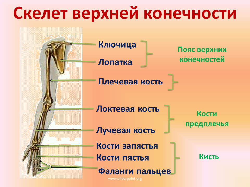 Пояс верхних конечностей фото Кость пояса конечностей