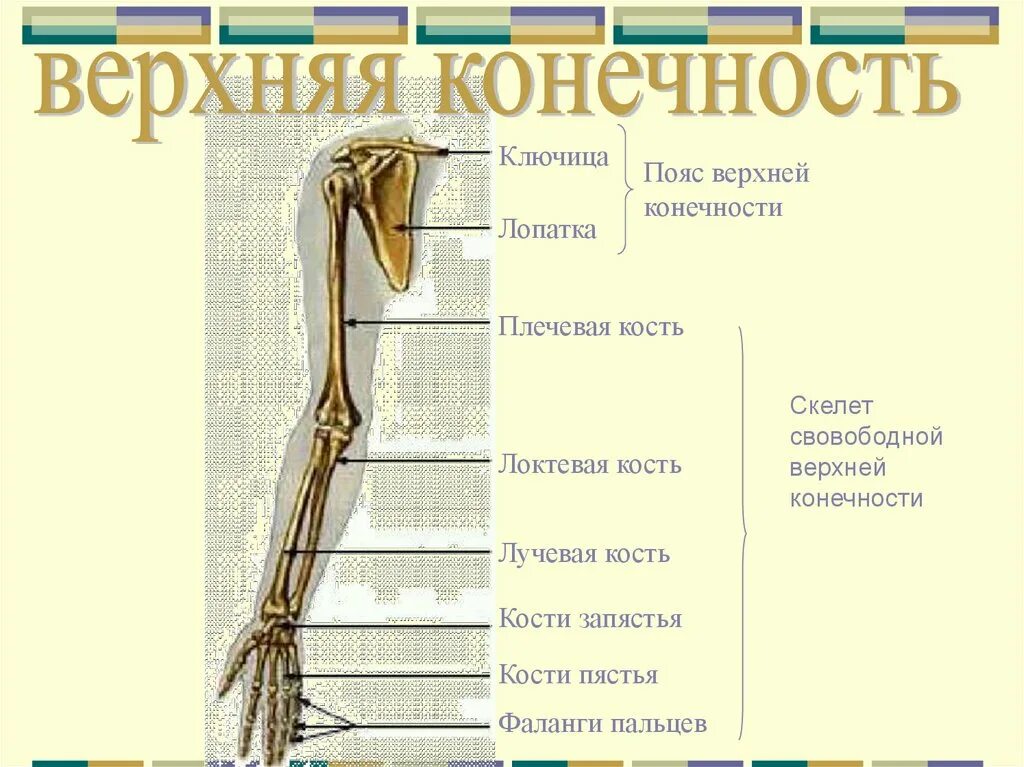 Пояс верхних конечностей фото Кости в составе пояса конечностей: найдено 84 изображений