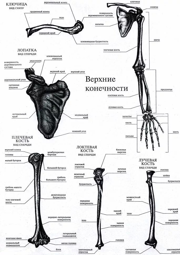 Пояс верхних конечностей фото Картинки ВЕРХНИЕ КОНЕЧНОСТИ СОСТАВ