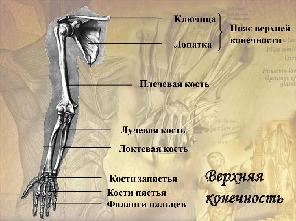 Пояс верхних конечностей фото Картинки ПОЯС ВЕРХНЕЙ КОНЕЧНОСТИ ОБРАЗОВАН КОСТЯМИ